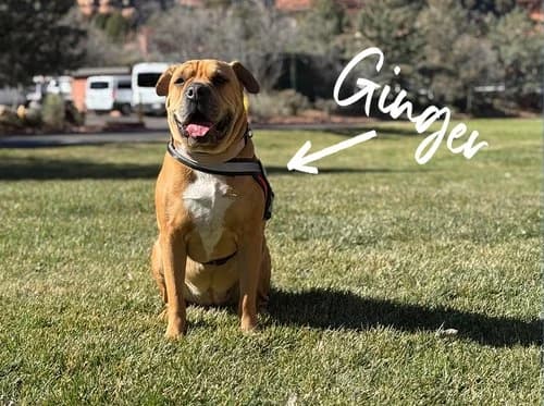 Ginger, the founder's dog, sitting on a sunny lawn